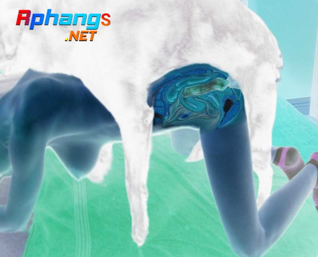 xray.jpg