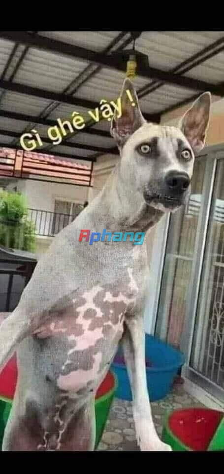 anh-meme-cho-hai-huoc-30.jpg