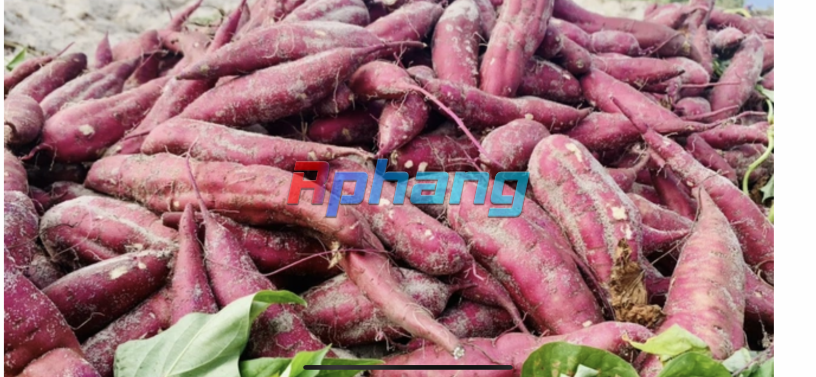 8E1D2C0A-351B-4139-BF7E-3ADEBAAF856F.png