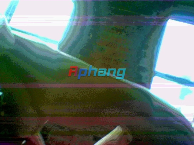 torso.jpg