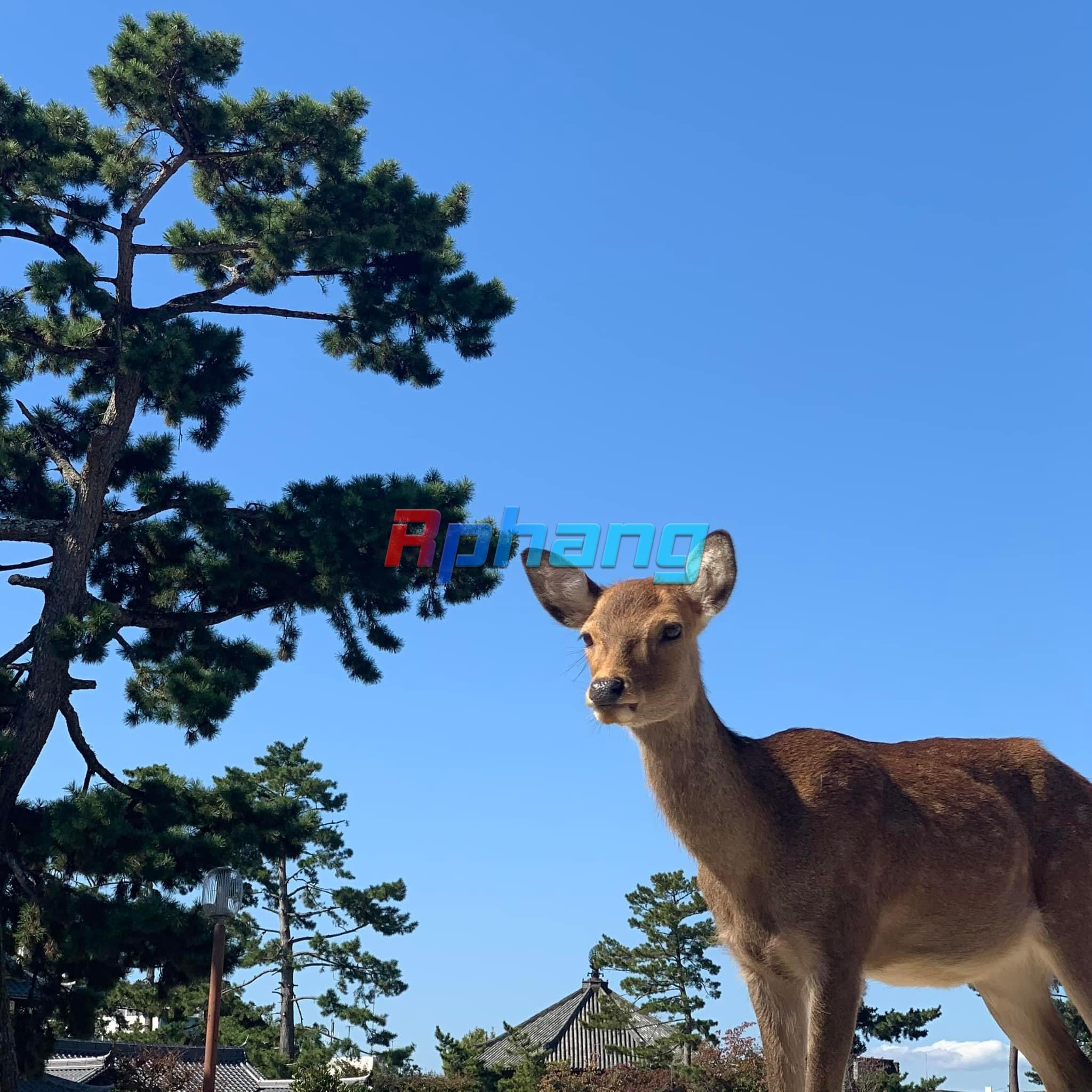 IMG_0207.jpeg