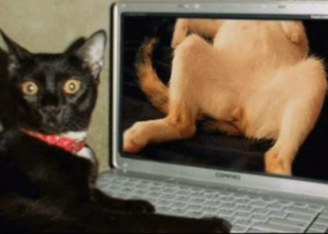 haha-so-ladies-ever-been-caught-watching-porn-26428055.png