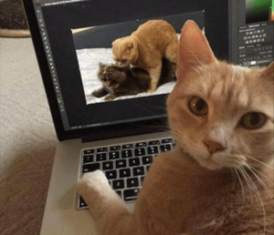 youre-home-early-til-cat-porn-exists-3053947.png