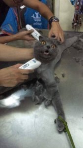 StmA3rHsAyk4YBT4Anbe8fsg30w2ygqiU1JupxjG.jpeg