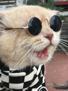 04e9d694c3dfc3c057eeed5dca01c50b.jpg