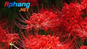 hoa-bi-ngan-o-da-lat-9.jpg