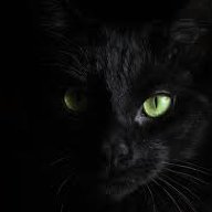 Blackcat127