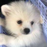 Tiengip