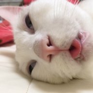 KhangChu8x