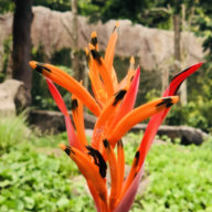Sắc Tăng