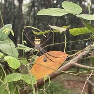 Nongnoccon