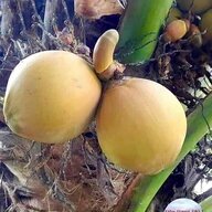 Deptrairoisao