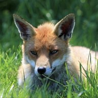 Nhokfox