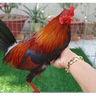 Linhcubu