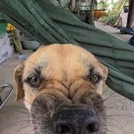 thaomappp