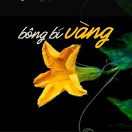 BÔNG BÍ VÀNG