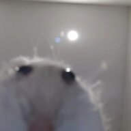 dambathangga