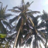 thienvu 123