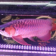mingxingrphang