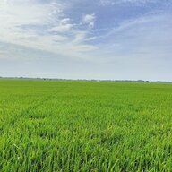 Người Giản Dị