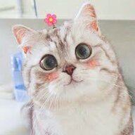 catcute