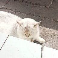ckdny