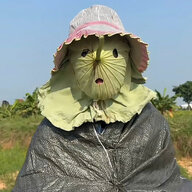 phán quan mặt cún