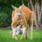 Kangaroo