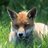 Nhokfox