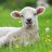 SHEEP1111