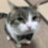 Khoisct