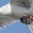 Chupbachup995