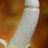 Sống phiêu bạc