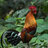 Redbulbul